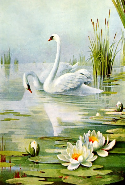 405x600 Swan Pair Free Vintage Art
