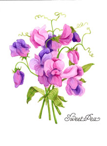 220x300 Sweet Pea The Art Shoppe