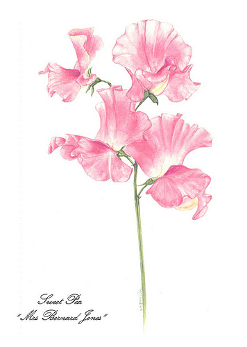 356x500 Sweet Pea Paintings
