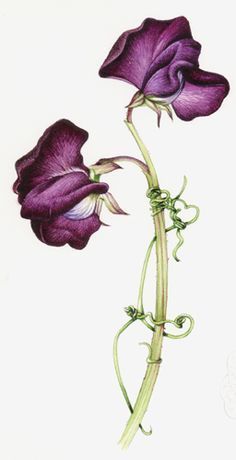 236x460 Botanical Illustration Scientific