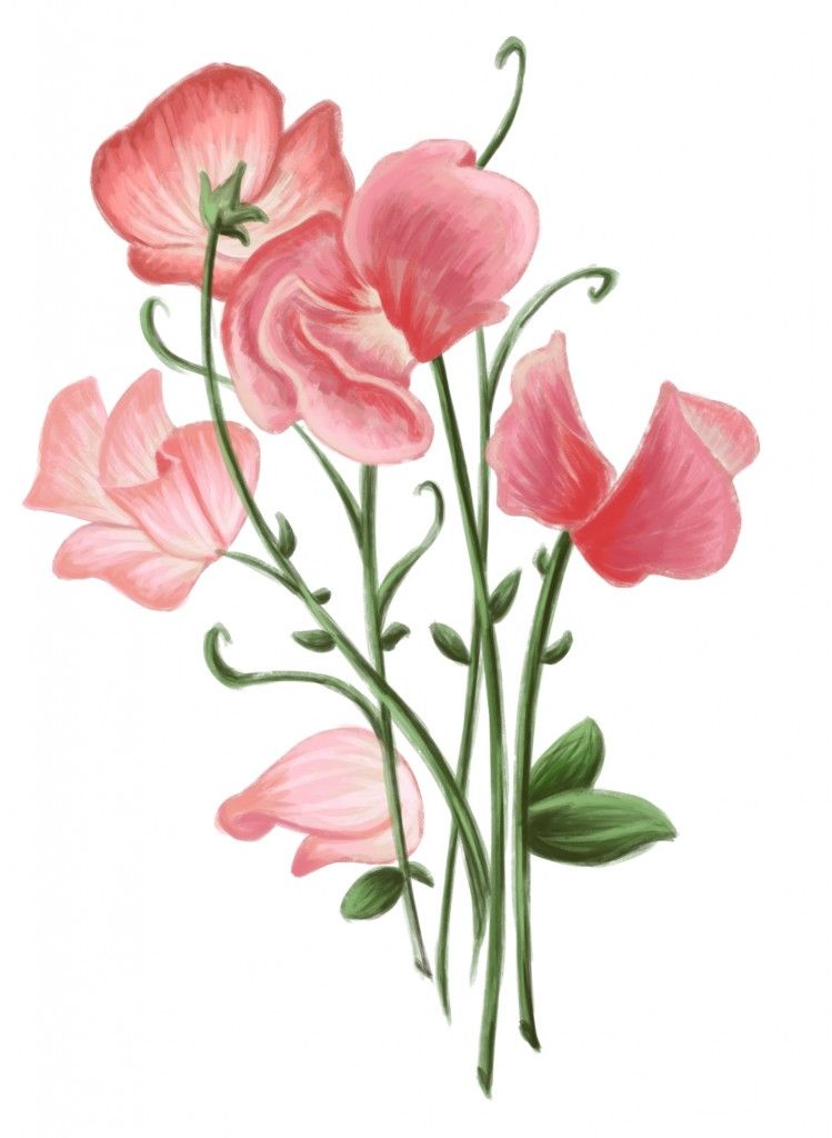 749x1024 How to draw a sweet pea flower Sweetpea 749x1024.jpg Drawing