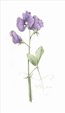 261x450 Sweet Pea Drawing
