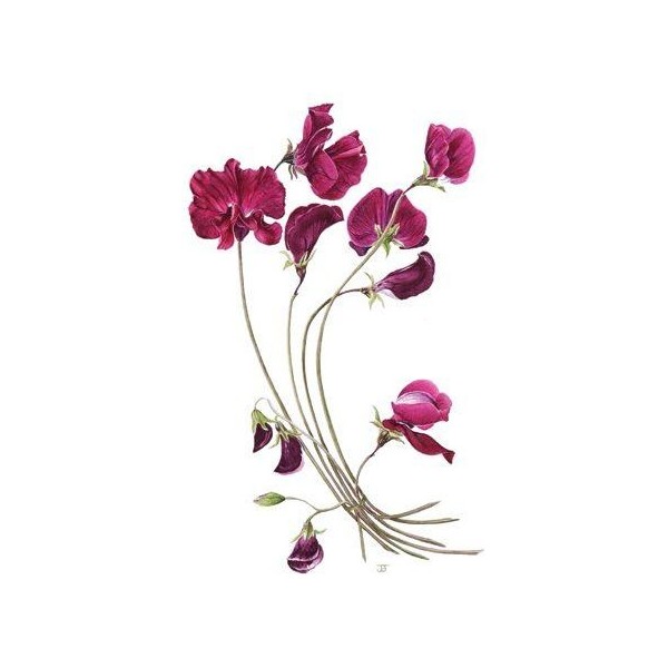 600x600 Liked On Polyvore Featuring Flowers, Fillers