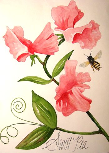 350x490 Sweet Pea Flowers Pictures