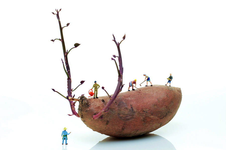 900x600 Cultivation On A Sweet Potato Photograph By Paul Ge