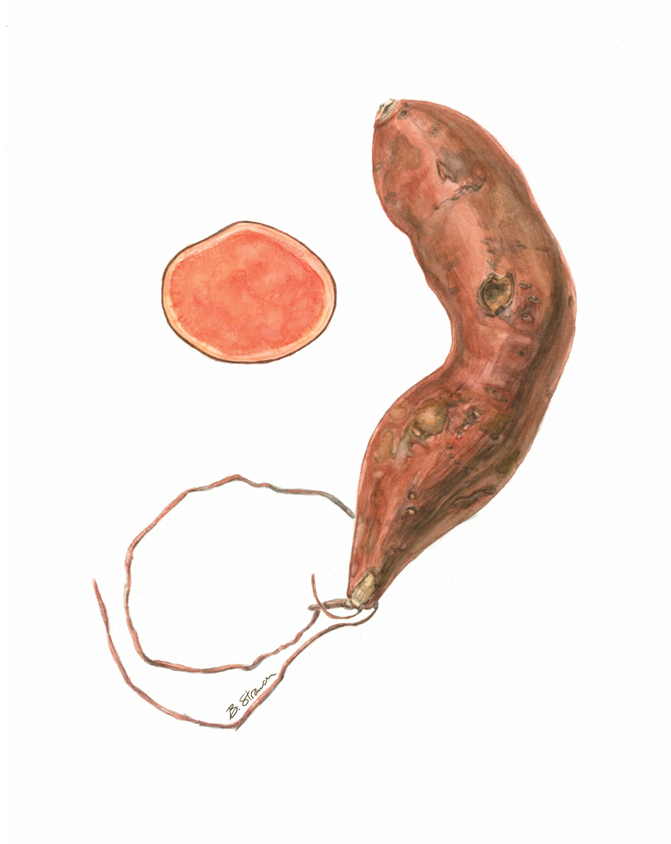 954x1200 Sweet Potato Plate B. Strauch Studios