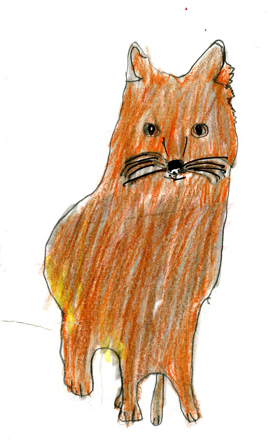 966x1546 Saving The Swift Fox