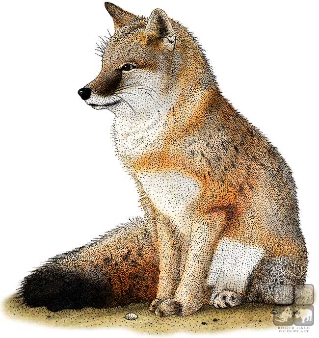 650x689 Swift Fox Stock Art Illustration