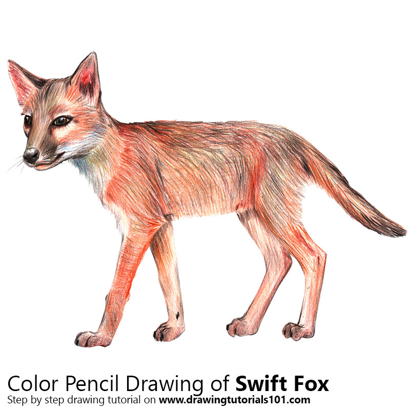 800x800 Swift Fox With Color Pencils [Time Lapse] Drawing Tutorials