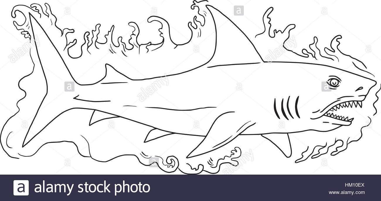 1300x685 Drawing Sketch Style Illustration Of A Shark Swimming In Water