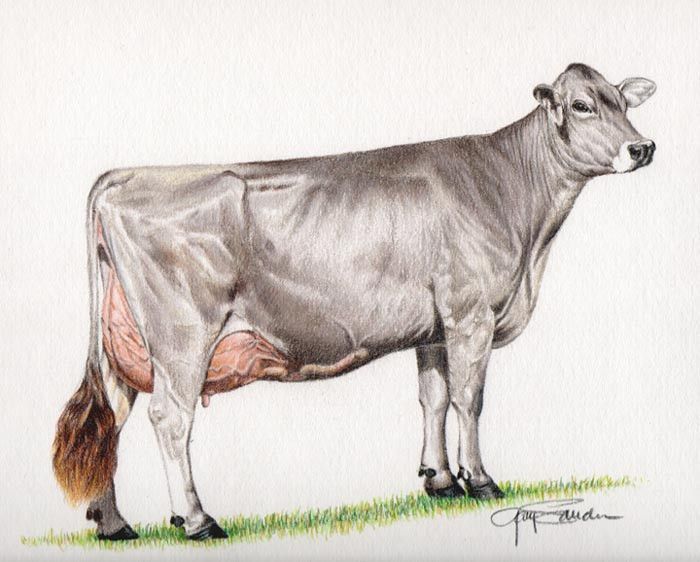700x562 Ideal Brown Swiss Cow Cow, Brown And Cattle