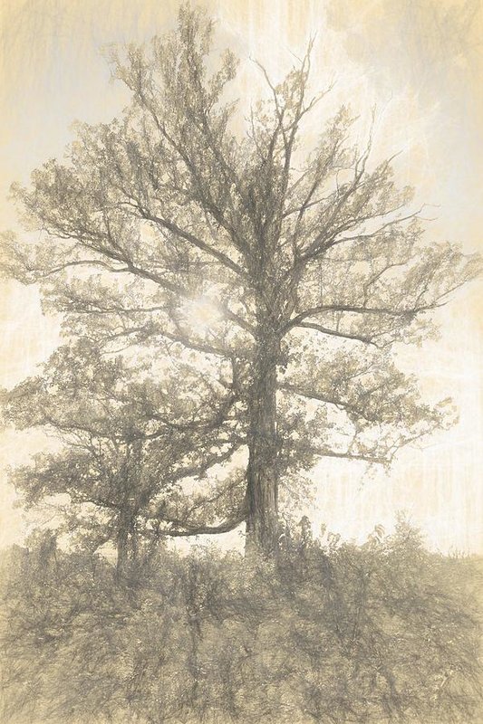 533x800 Sycamore Trees Drawings Fine Art America