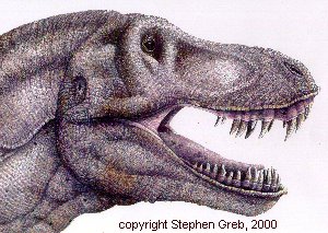 300x213 Draw T. Rex