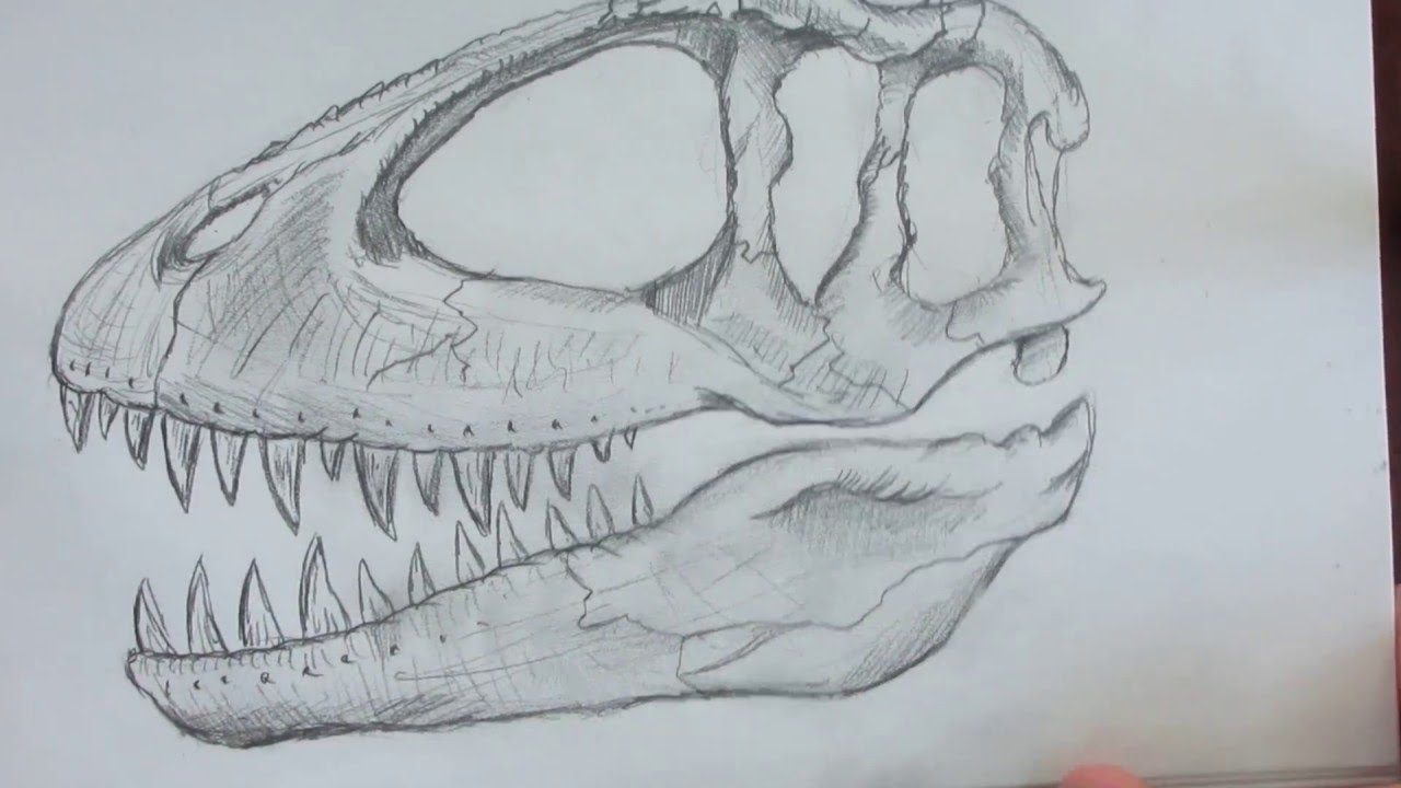 1280x720 Speed Drawing A Dinosaur Skull. Danny The Dinosaur Drawer
