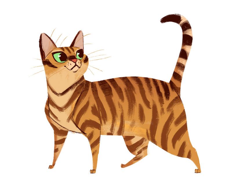800x640 Daily Cat Drawings 619 Toyger Cats Tutorials