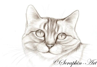340x237 Drawings Cats Seraphin Art