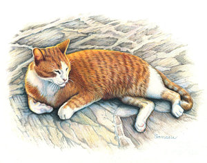 300x236 Tabby Cat Drawings Fine Art America