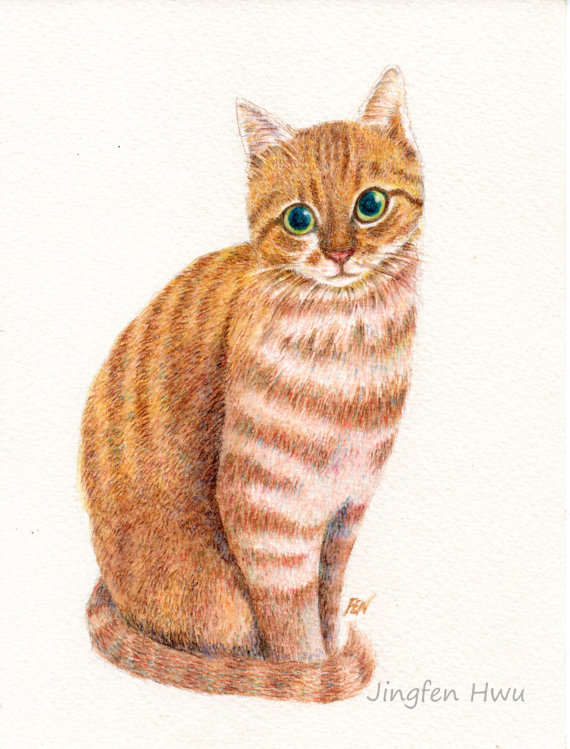 570x749 Watercolor Pencil Drawing Cat Art Print A Sweet Ginger Orange