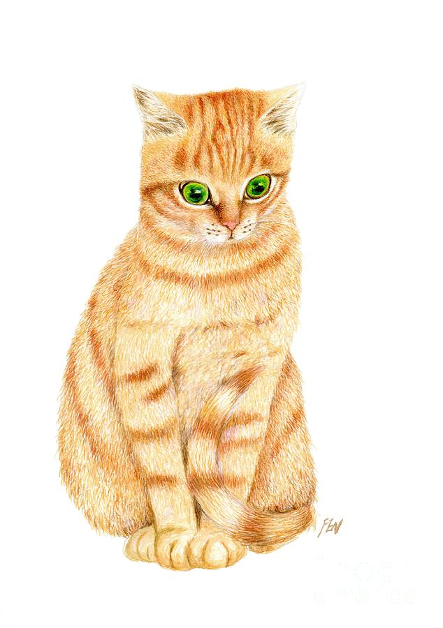 634x900 A Ginger Tabby Cat Drawing By Jingfen Hwu