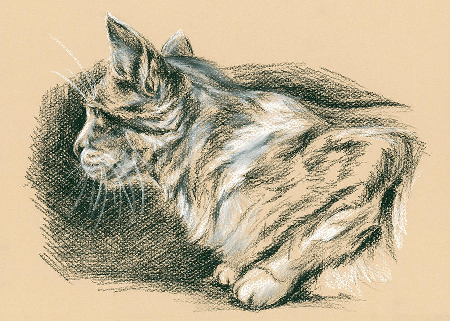 900x642 Crouching Tabby Drawing By Mm Anderson