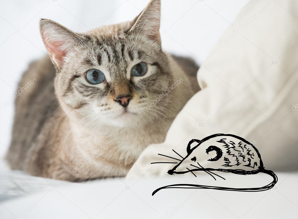 1023x752 Cute Tabby Cat