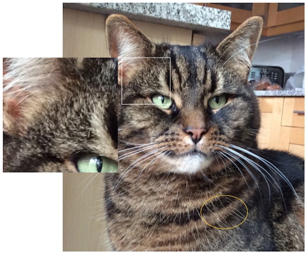 600x497 Drawing A Tabby Cat From A Photograph Colin Bradley Art