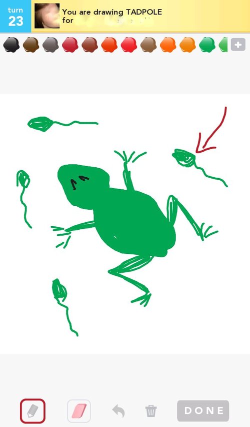 500x853 Tadpole Drawings
