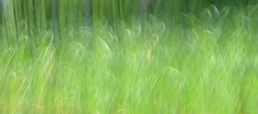 900x399 Long Days And Tall Grass Draw And Shoot