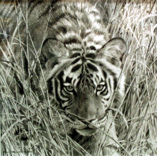 503x500 Tall Grass Tiger