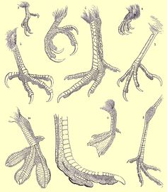 236x271 Bird Feet, Talons, Text How To Draw Mangaanime How To Draw