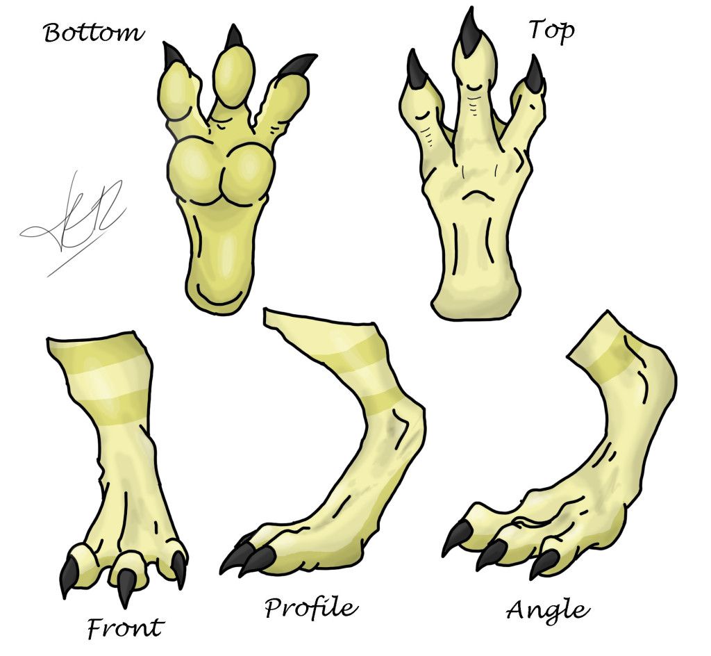 1024x944 How To Draw Dragon Feet And Dragon Claws Easily