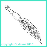 200x200 The Hydatid Tapeworm Life Cycle.