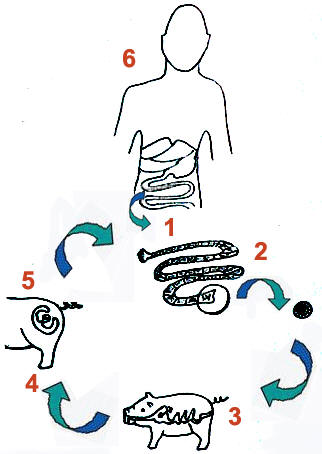 322x454 The Open Door Web Site The Interdependence Of Living Things