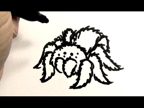 480x360 How To Draw A Tarantula