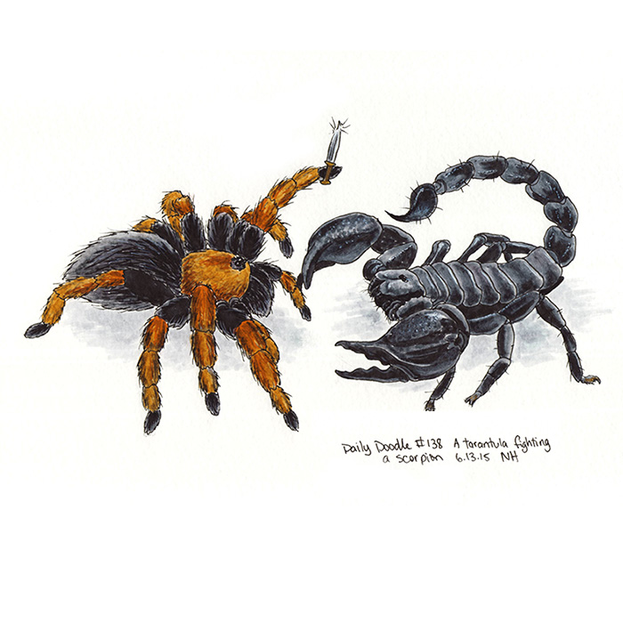 700x700 No.138 A Tarantula Fighting A Scorpion