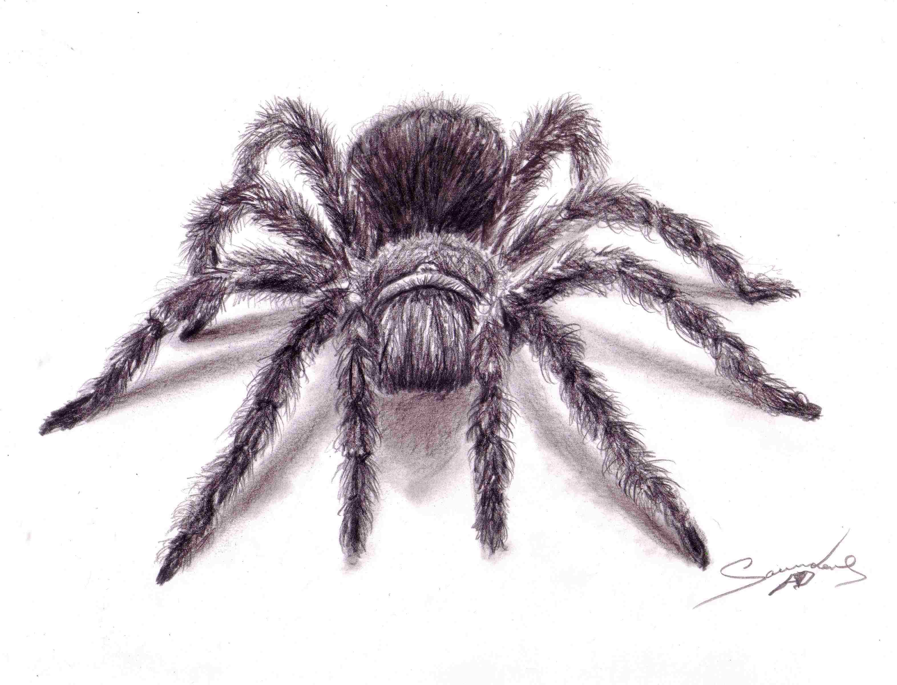 Tarantula Drawing at GetDrawings | Free download