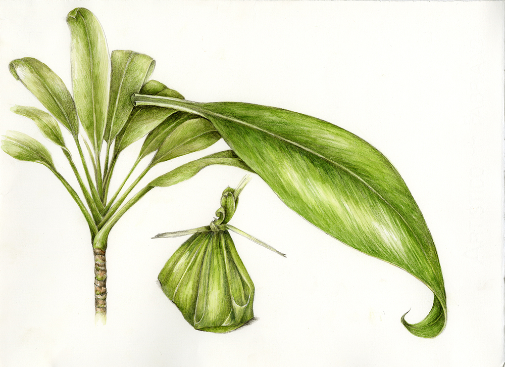 1000x726 Canoe Plants Botanical Artist Amp Illustrator, Learn To Draw Art