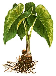 223x300 10 Best Poi Images On Hawaiian Islands, Care Bears