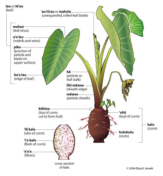 545x590 Hawaiian Taro Plant Diagram
