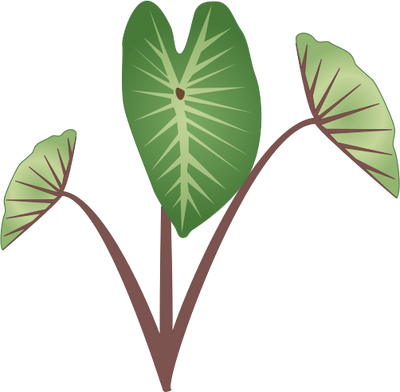 400x392 Taro Plant Drawing
