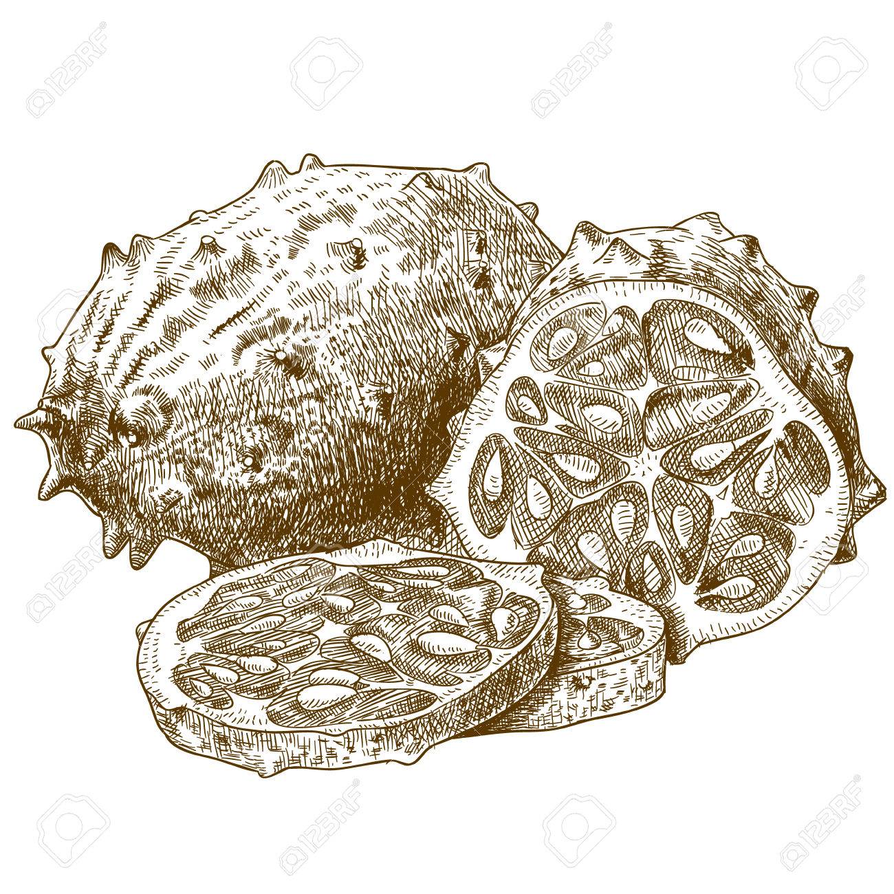 1300x1300 Vector Engraving Drawing Antique Illustration Of Horned Melon