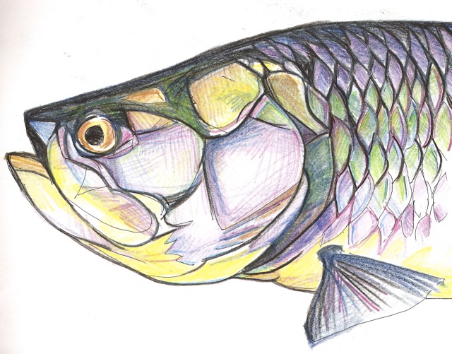 640x501 Drawing Portfolio