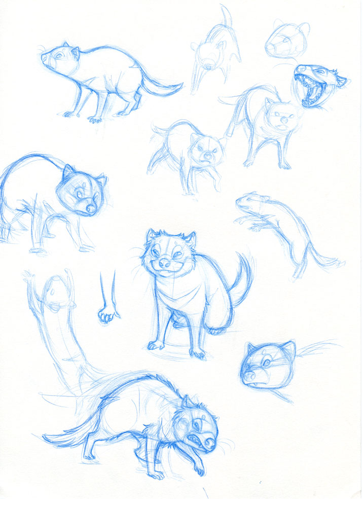 716x1000 Janina Illustration Tasmanian Devil Studies