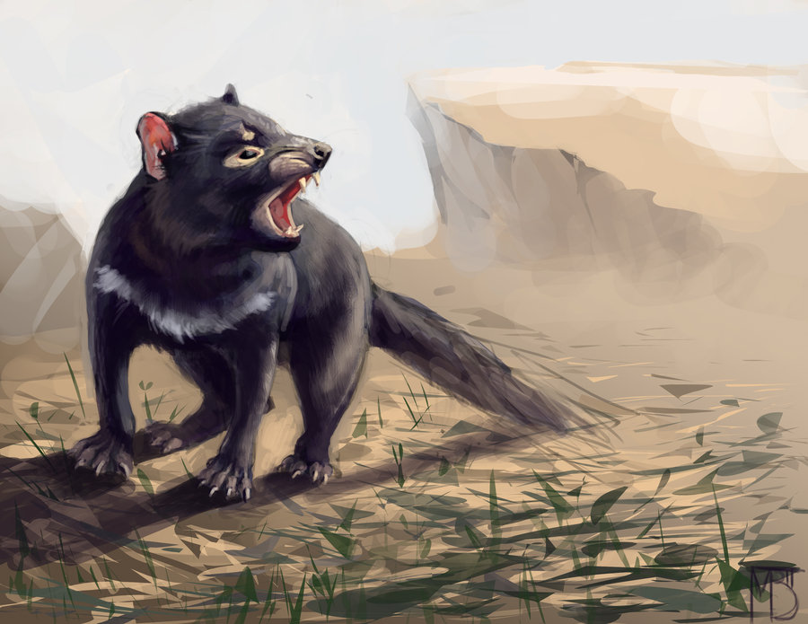 900x695 Tasmanian Devil By Lynxmb