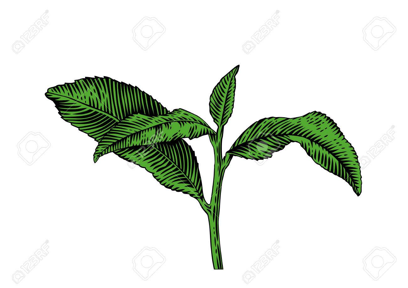1300x919 Drawing Of Tea Branch With Leaves On The White Background Royalty
