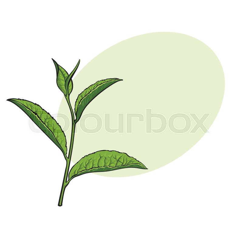 800x800 Hand Drawn Green Tea Leaf, Side View Sketch Style Vector