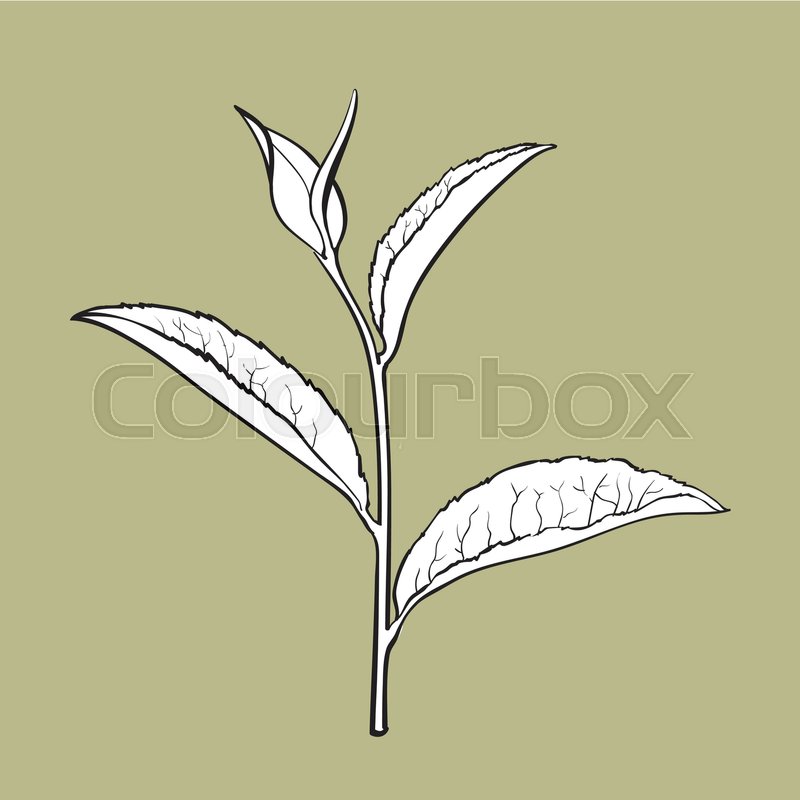 800x800 Hand Drawn Tea Leaf, Side View Sketch Style Vector Illustration