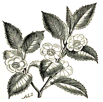400x397 Tea Plant Drawing