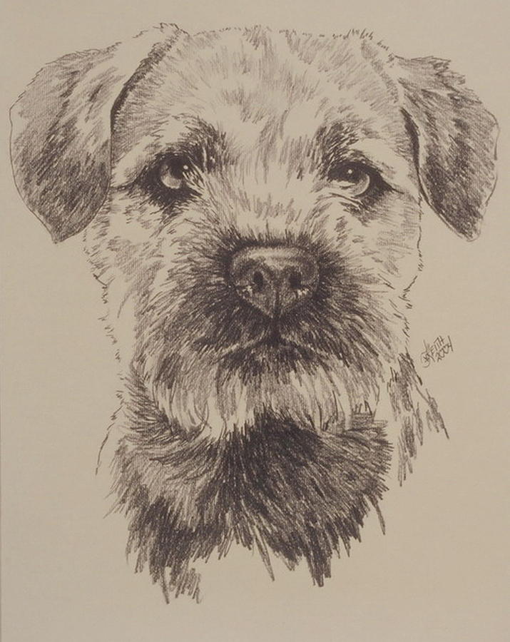 715x900 Border Terrier Drawing By Barbara Keith