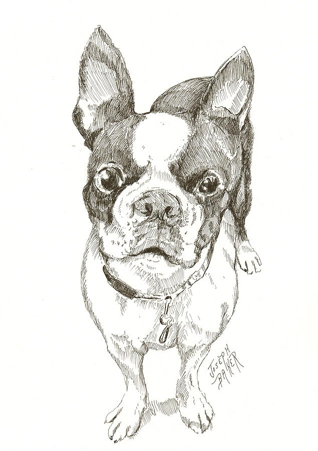 635x900 Boston Terrier Drawing By Joseph Baker